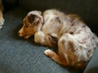 Friday's Funny Video: I Need My Nylabone - STAT!