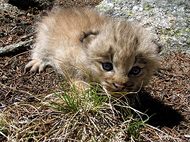 Amazing! 10 Rare Lynx Kittens Born in Colorado Wild