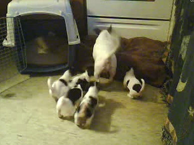 Adorable Overload: New Jack Russell Puppy Cam!