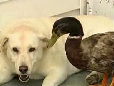VIDEO: Sterling the Duck and Cleo the Dog Are BFFs!
