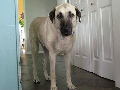 Success! Merlin the Dog Finds His Forever Castle