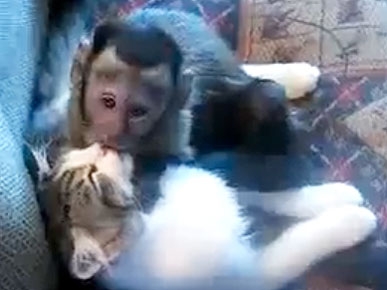 Monkeys and Cats: It's True Love!