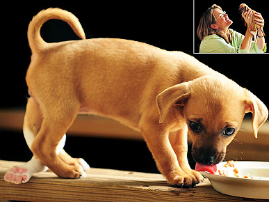 Rescued 5-Legged Puppy Has Extra Limb Removed