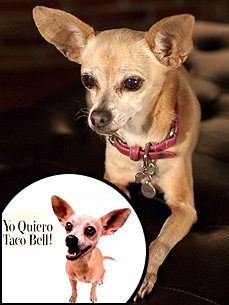 EXCLUSIVE: Taco Bell Spokesdog Gidget Dies at 15