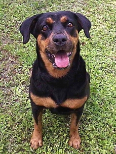 Update: Adoptable Dog Sophia Finds a Forever Home!