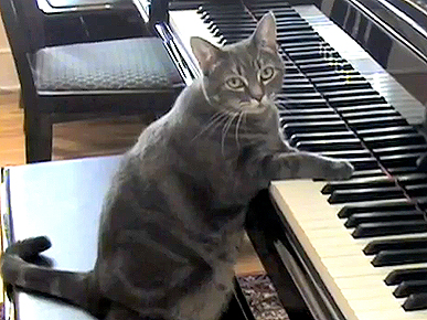 Tuesday's Funny Video: Orchestra's Special Guest: Nora the Piano-Playing Cat!
