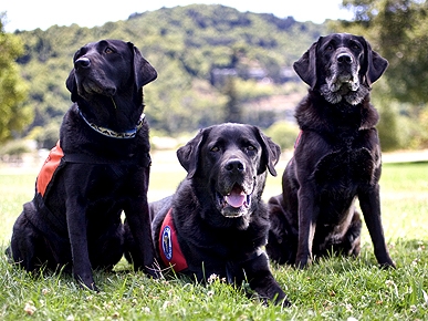 Cancer-Sniffing Canines Could Save Your Life