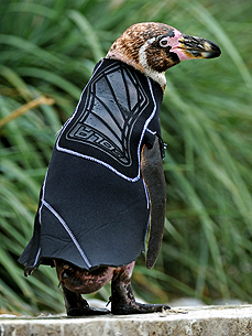 Cowabunga! 'Naked' Penguin Gets Outfitted with a Wetsuit