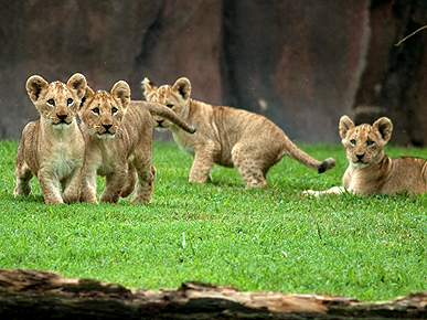 Roar! Baby Lion Cubs Make Their Debut in Virginia