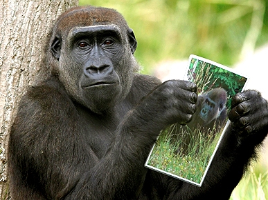 Ooh La La! Photo Has London Gorillas Swooning over French Mate