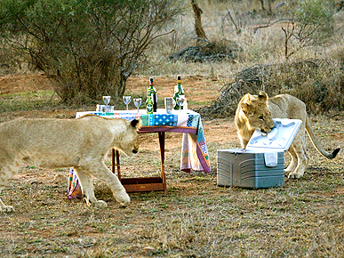 Feline Happy Hour! Lions Invade Hotel Guest's Purrfect Picnic