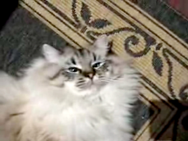 Friday's Funny Video: This Kitty's a Dancing Queen!