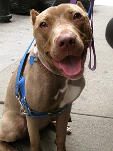 Adopt Me! Give Belle a Ball and Some Love!