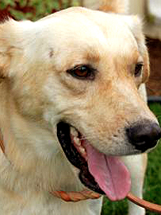 Bullet the Dog Survives 4 Gunshot Wounds