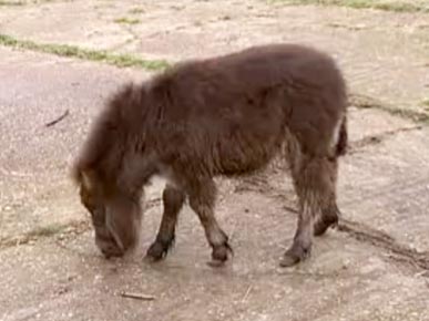 Wednesday's Funny Video: Pony's a Puppy Wannabe!