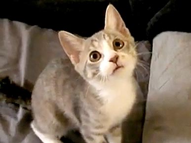Friday's Funny Video: Kitty Meets Mortal Enemy -- Someone's Hand!