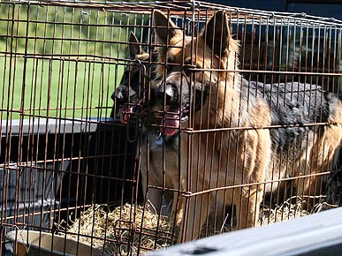 Gosselin Dogs Face Uncertain Future