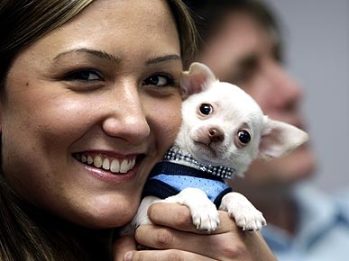 Grand Theft Puppy! Woman Tries to Snatch Chihuahua at Gunpoint