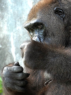 Zoo Vets Help Blind Gorilla Josephine to See Again