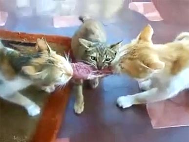 Friday's Funny Video: 3 Cats, 1 Steak!