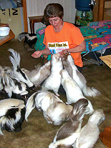 Skunks As Pets? Ohio Woman Says Yes, Indeed!