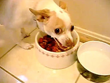 Thursday's Funny Video: Angry Chihuahua Doesn't Want to Share!