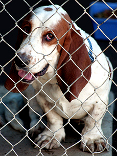 5 Ways to Help a Rescue Dog Right Now