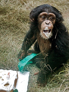 Let Her Eat Cake! Chimp Celebrates Her First Birthday