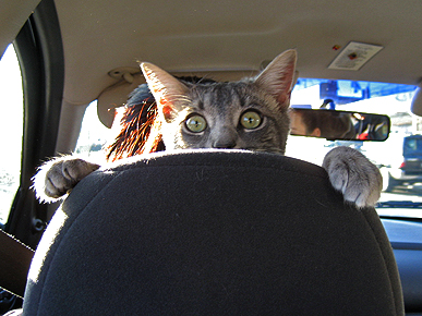 Caption Contest: What's This Cat Doing in the Driver's Seat?