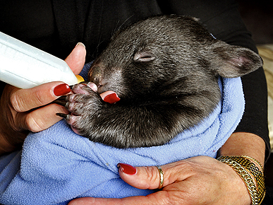 Australian Woman Is 'Mum' to Abandoned Baby Wombat