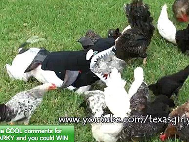 Wednesday's Funny Video: Chickens Walk All Over Sharky the Pit Bull