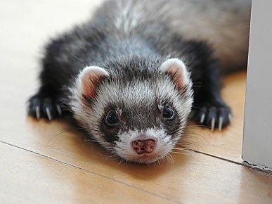 The Water Bowl: Can a Ferret Be a Service Animal? Plus, Police Dog OD's on Meth