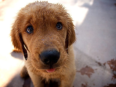 Pets (and People!) Step Up for Day 2 of National Animal Shelter Appreciation Week