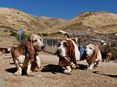 The Water Bowl: 100 L.A. Basset Hounds May Become Homeless; Plus, Would You Surgically Remove Your Dog's Bark?