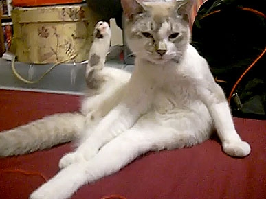 Friday's Funny Video: Willi the Cat Sits Funny!