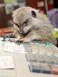 PHOTO: Clyde the Meerkat Works the Pet Shop Register!