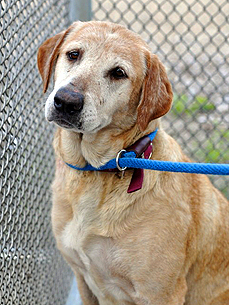 Adopt Me! Once Neglected, Sandy Just Wants to Snuggle