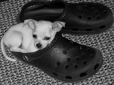 Animal 'D'Oh!': Zoie the Chihuahua Is a Croc-Lover!