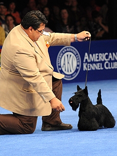Sadie, Scottish Terrier, Wins Best in Show at National Dog Show