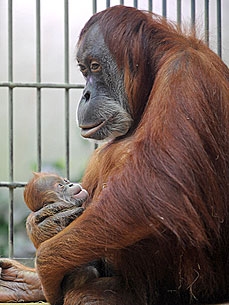 PHOTO: Dodi the Newborn Orangutan Cuddles Up to Mom