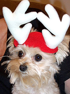 'Tis the Season to Show Us Your Holiday Pets