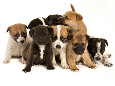 Puppy Mill Action Week: 5 Ways You Can Help