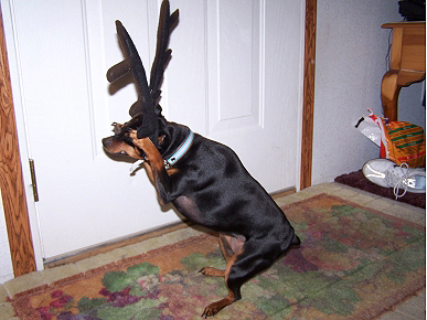 Caption Contest: Sasha the 'Reindeer' Is Ready for Takeoff!