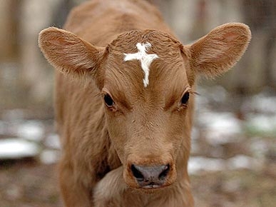 Amazing Photo! Moses the Calf Bears a Special Cross