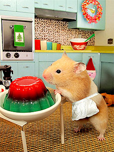 Holiday Hamster! Little Edie Poses with Jell-O Mold