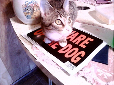 Caption Contest: Cat Ignores Beware of Dog Sign