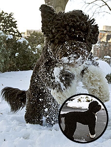 The Water Bowl: Dogs That Fed on Owner's Body Find New Home; Plus, Baby Penguin Does a Dance!