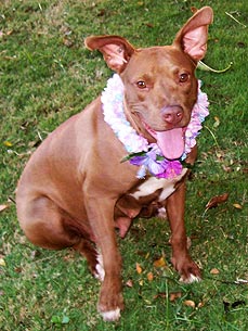 Adopt Me! 'Mama Dog' Maggie Needs Some Nurturing