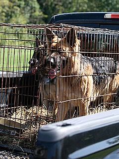 Gosselin Family to Bring Dogs Shoka and Nala Home