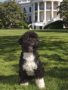 The Water Bowl: Bo Gets a Price Tag; Plus, Sheep-Pig Meat For Sale!